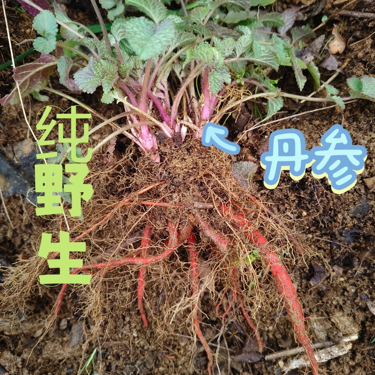 丹参苗盆栽 紫花丹参苗 新鲜丹参苗 丹参大山原生苗 丹参中药材苗