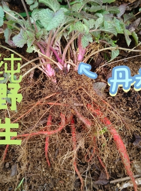 丹参苗盆栽 紫花丹参苗 新鲜丹参苗 丹参大山原生苗 丹参中药材苗