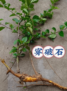 穿破石根野生现挖 新鲜柘根柘树根 中草药 川破石 黄龙脱皮桑树根