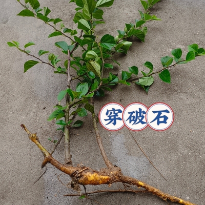 穿破石根野生现挖 新鲜柘根柘树根 中草药 川破石 黄龙脱皮桑树根
