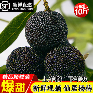 [特级大果]正宗仙居杨梅浙江杨梅新鲜现摘大东魁杨梅孕妇水果整箱
