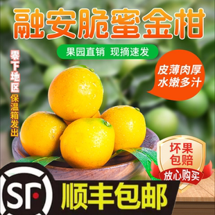 广西融安脆蜜金桔第三代金桔现摘金柑橘子鲜果桔子福园礼盒装