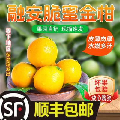 融安金桔子脆蜜现摘现发金橘爆甜