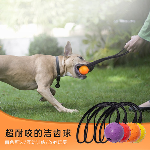 带绳弹力球泰迪训犬磨牙