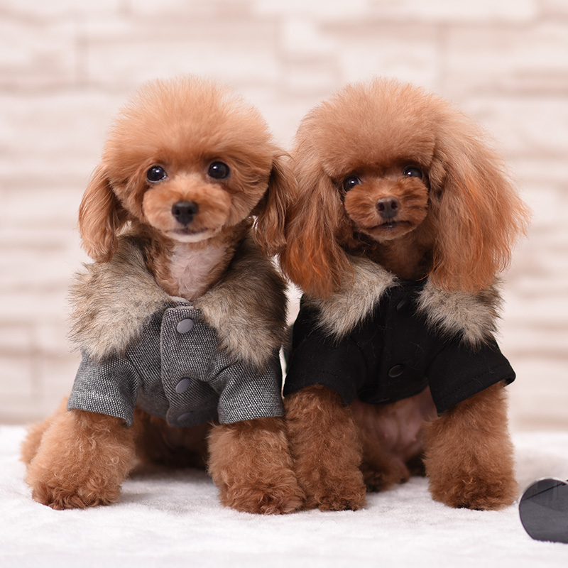 狗狗柯基大衣加厚英伦风法斗