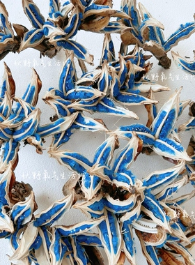 旅人蕉种子果实标本天然植物真花干花高级插花装饰摆件旅人蕉种荚