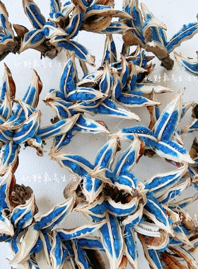 旅人蕉种子果实标本天然植物真花干花高级插花装饰摆件旅人蕉种荚