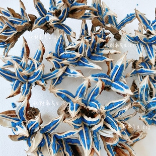 旅人蕉种子果实标本天然植物真花干花高级插花装饰摆件旅人蕉种荚