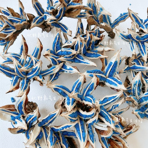 旅人蕉种子果实标本天然植物真花干花高级插花装饰摆件旅人蕉种荚