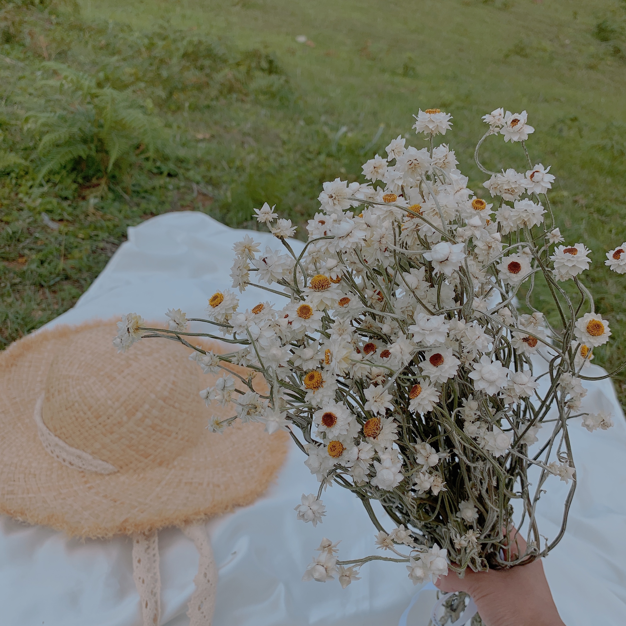 进口白色小雏菊银苞菊天然干花花束小清新客厅家居装饰野餐拍摄花