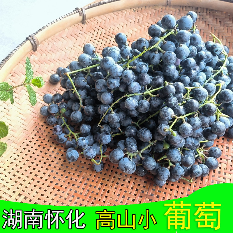 新鲜水果高山小葡萄可酿酒不吐籽