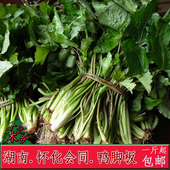 鸭脚板野菜鸭儿芹菜湖南怀化会同本地现挖新鲜蔬菜大叶山芹菜 包邮