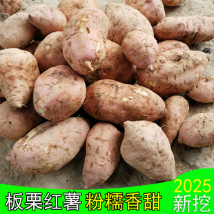 板栗红薯新鲜粉糯香甜番薯湖南怀化会同农家自种老品种地瓜黄心