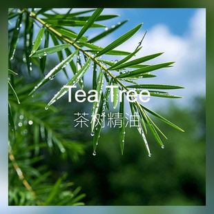 【新香新灵感 】茶树精油 护肤调理 清冽香气