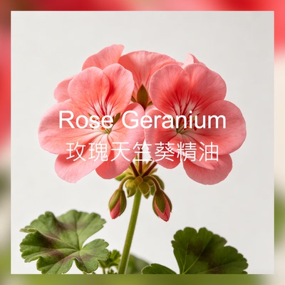 【新香新灵感】玫瑰天竺葵精油 护肤紧致 玫瑰花香调香