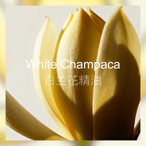 【新香新灵感】白兰花精油 黄桷兰白兰 清雅白色花香