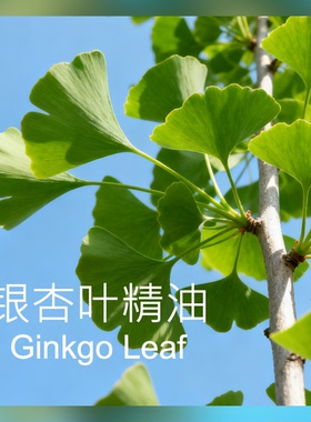 【新香新灵感 】银杏叶精油 新鲜树叶绿色香气 绿意高级调香