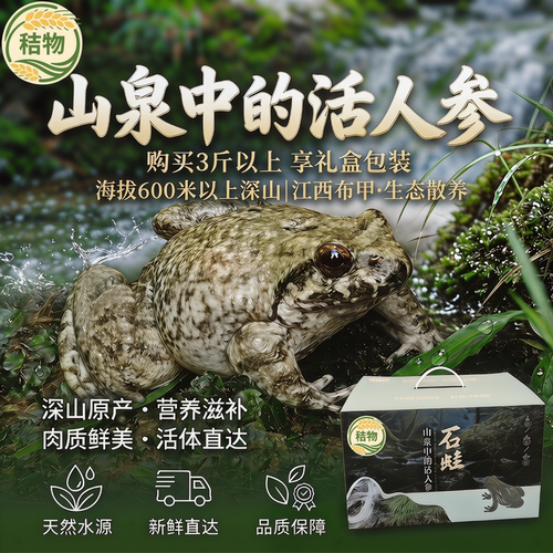 秸物户外山泉水养殖石蛙肉质鲜美
