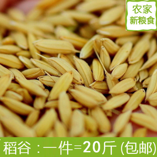 稻谷喂鸡鸭鹅鸽子鸟仓鼠批发带壳谷子粮食饲料包邮酿酒20斤水稻