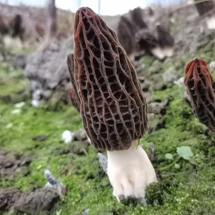 羊肚菌干货贵州高山农村特产菌菇礼盒蘑菇羊肚菌类炖煲汤食材250g