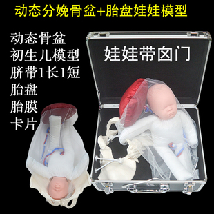 瑜伽学院分娩骨盆含胎盘带脐带胎膜模型初生儿模型带囟门模拟分娩