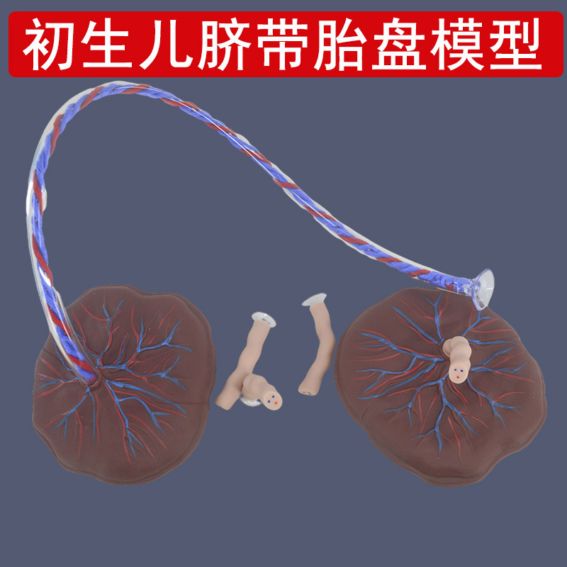 初生儿脐带胎盘模型含静脉动脉展示 可连接娃娃 卫生院教学教具