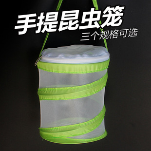 蝴蝶幼虫柑橘凤蝶幼虫玉带凤蝶幼虫碧凤蝴蝶蛹蝴蝶卵蝴蝶越冬蛹