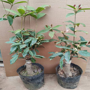 嫁接金莲子桂花四季型桂花结籽桂莲子桂四季金庭院耐寒植物