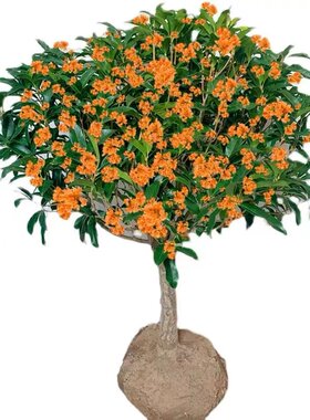 嫁接桂花树苗原生桂花盆景盆栽 金桂沉香桂天香台阁佛顶珠四季桂