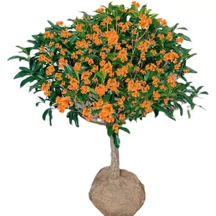 嫁接桂花树苗原生桂花盆景盆栽 金桂沉香桂天香台阁佛顶珠四季桂