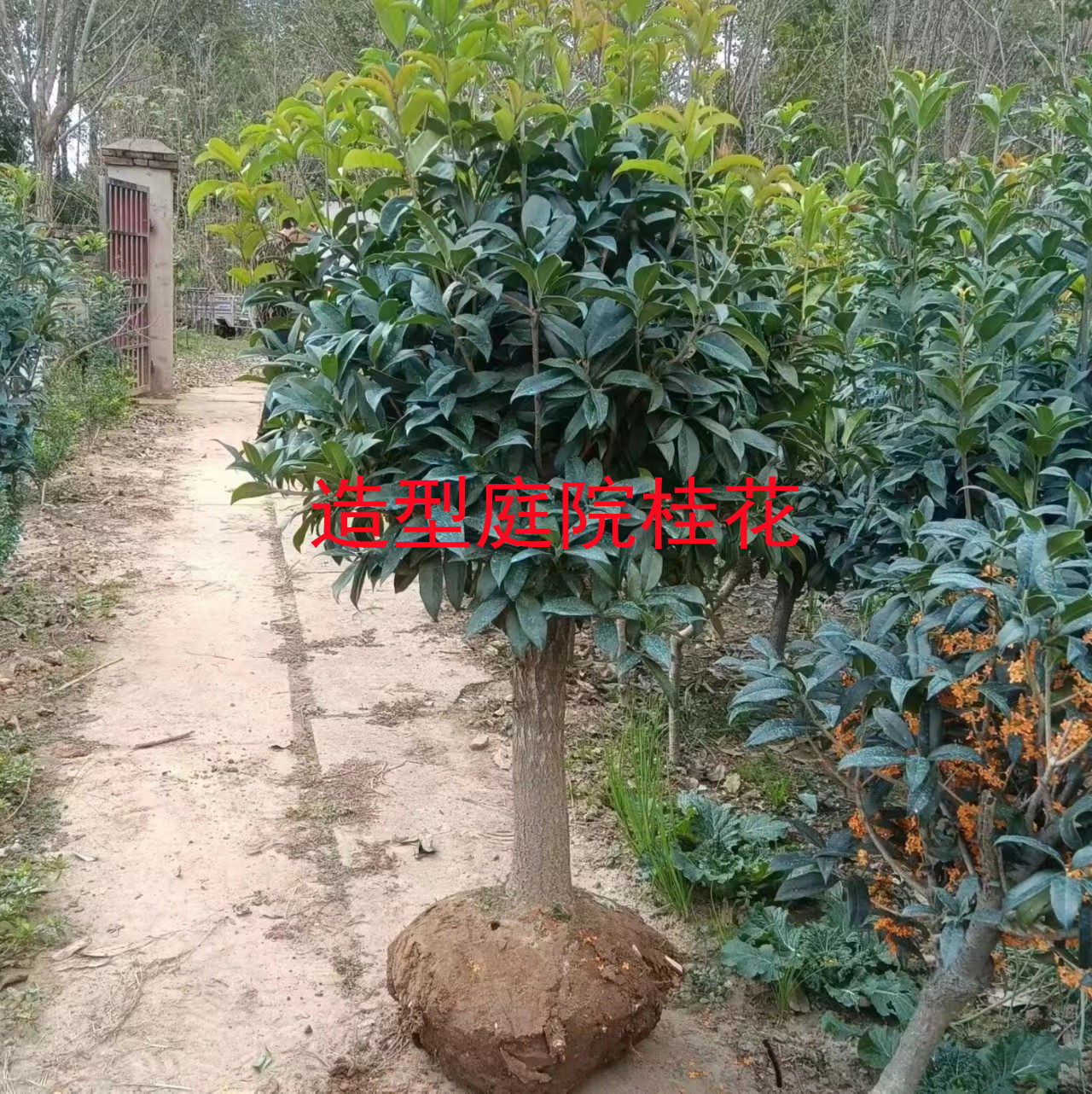 流苏嫁接桂花树苗盆栽桂花盆景盆栽 四季桂丹桂金桂沉香桂