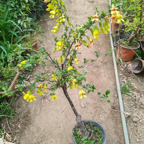 可食用黄金雀提跟盆栽树苗南雀北雀花造型老桩黄金雀