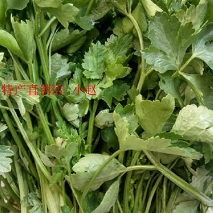 湖北广水广水特产农家芹菜 香芹 自家种植新鲜小芹菜4斤包邮