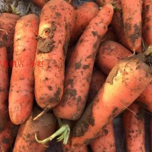 湖北特产新鲜蔬菜胡萝卜带泥现挖一斤6元拍5斤包邮