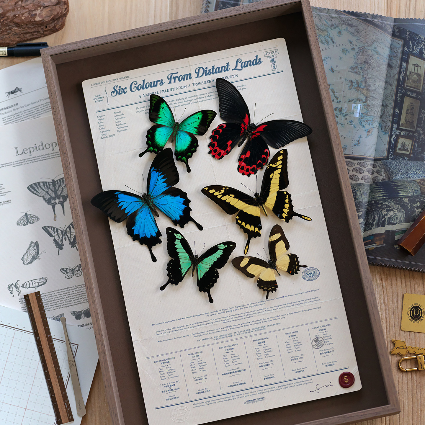 蝴蝶歌剧院 花束大幅凤蝶组合标本相框玄关挂画小众标本生日礼物