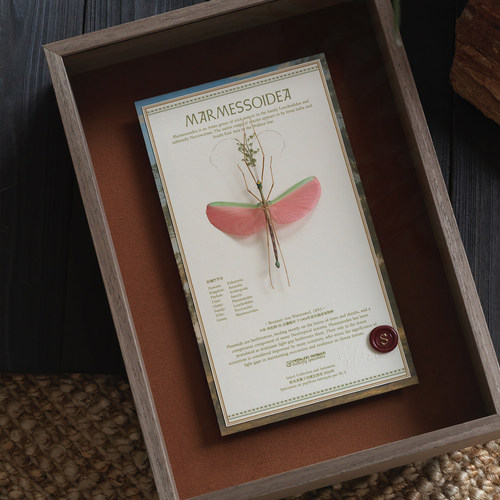 红玫瑰竹节虫昆虫标本法式装饰画