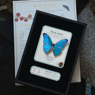 蝴蝶歌剧院｜原创安东尼斯闪蝶罕见标本生日礼物法式高级装饰画