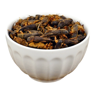 蝼蛄中药材静萱正品蝼蛄干货土狗地狗拉蝲蝲蛄蝼蝈虫非野生蝼蛄粉