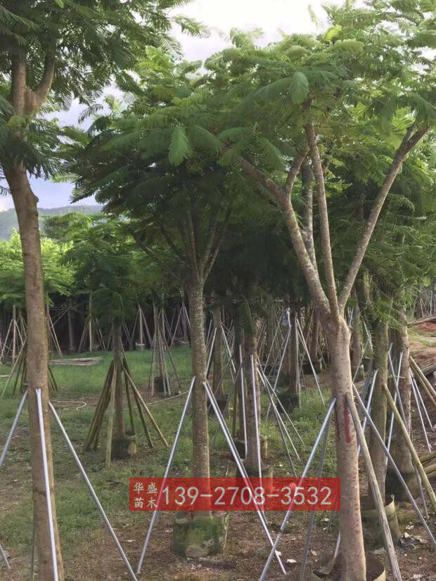 广东凤凰木树苗 18公分带骨架凤凰木树 广东红花楹树苗 绿化树苗