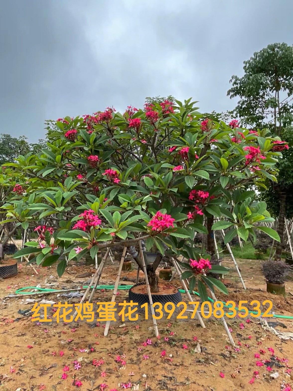 红花鸡蛋花属夹竹桃科鸡蛋花属的落叶灌木至小乔木