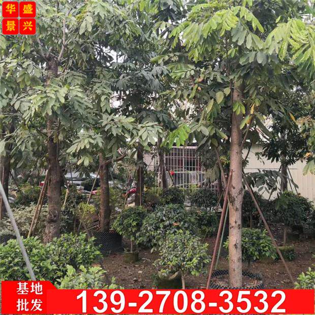 无忧树 中国无忧花 姿罗树 广东树苗基地 市政行道树