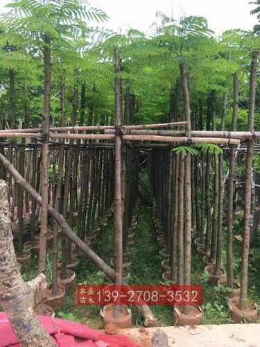 公分袋苗广东红花楹绿化凤凰木