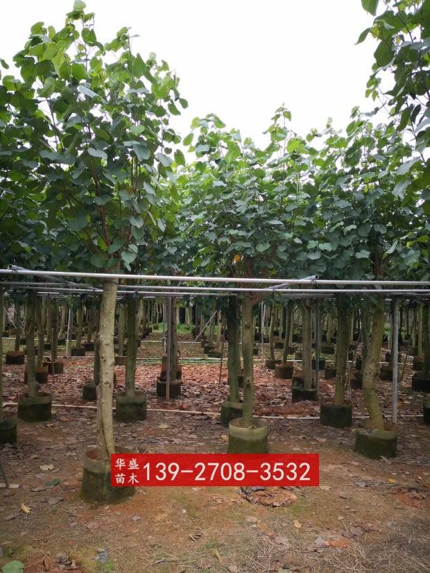 黄槿别名糕仔树,朴仔,榄麻,海麻,弓背树米径12公分黄槿假植苗