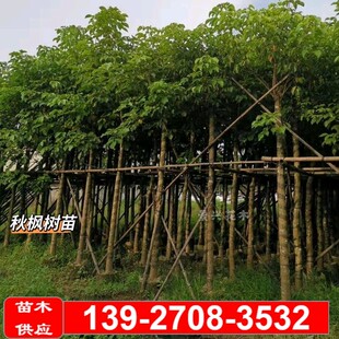 秋枫树苗5-10公分移栽树基地行道树乔木市政工程绿化树重阳木基地