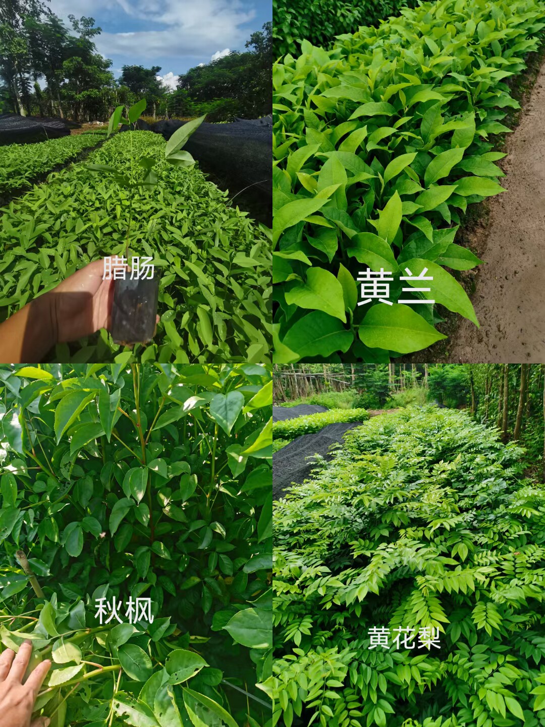 秋枫树黄兰树腊肠树黄花梨树小苗