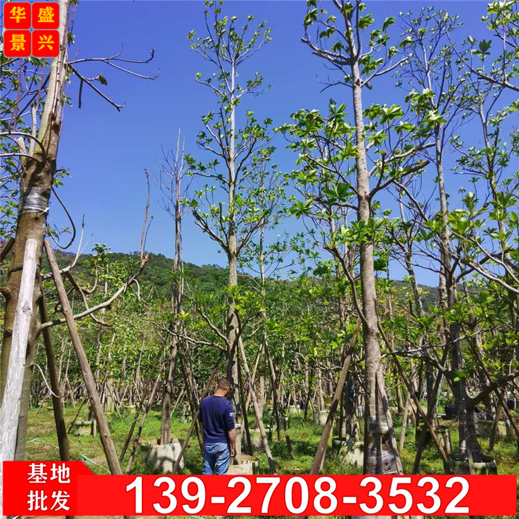 广东景观园林绿化 杜英树苗 市政道路绿化 工程树苗 景观树