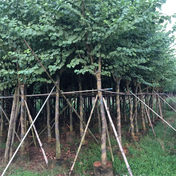 宫粉紫荆树苗 紫荆花树 庭院树苗 行道树 绿化带 宫粉羊蹄甲