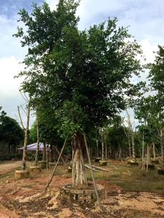 广东榕树 大榕树 小叶榕树苗 假植苗小叶榕米径40公分 庭院树苗