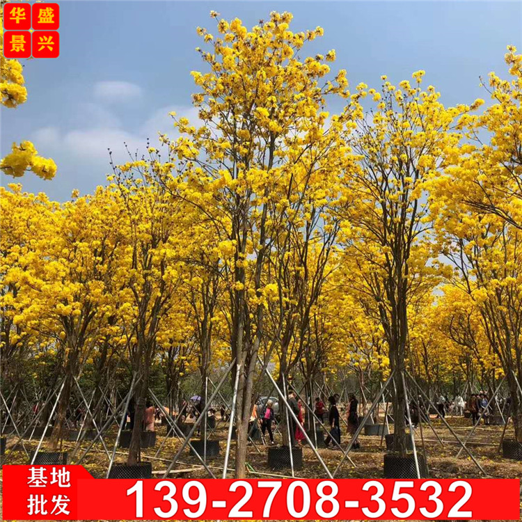 黄花风铃木树苗 多花风铃木 网红花 黄金风铃木 庭院景观树