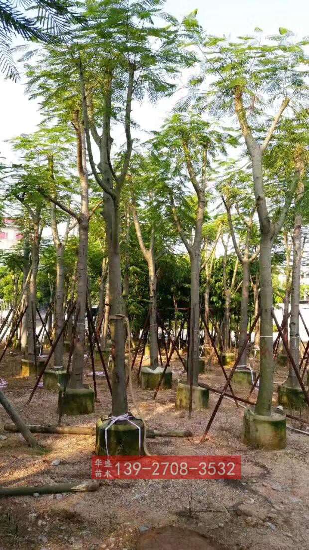 广东凤凰树米径15公分 小骨架凤凰木树袋苗 广东绿化树苗 红花楹